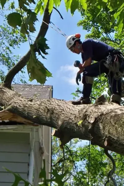 Emergency-tree-service Emergency-tree-service