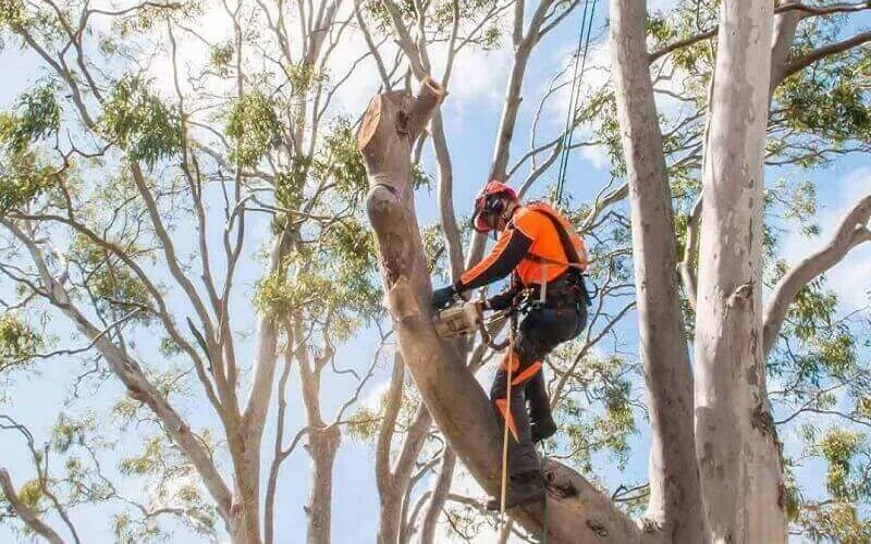 tree-removal-cost-sydney tree-removal-cost-sydney